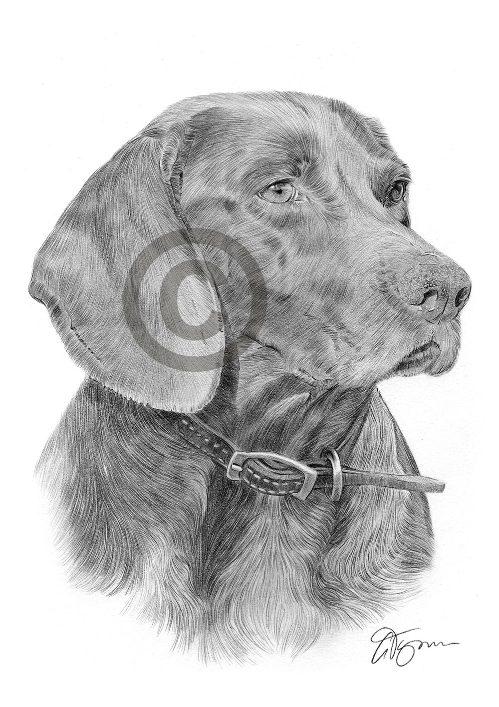 Pencil drawing of an English pointer by artist Gary Tymon