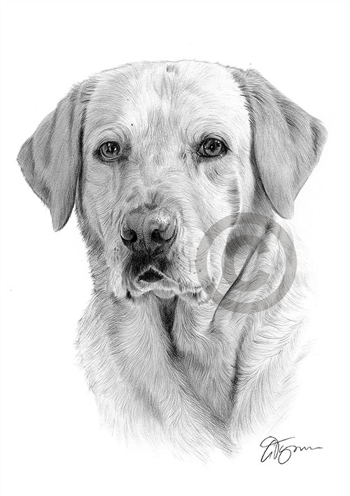 Pencil drawing of a labrador retriever