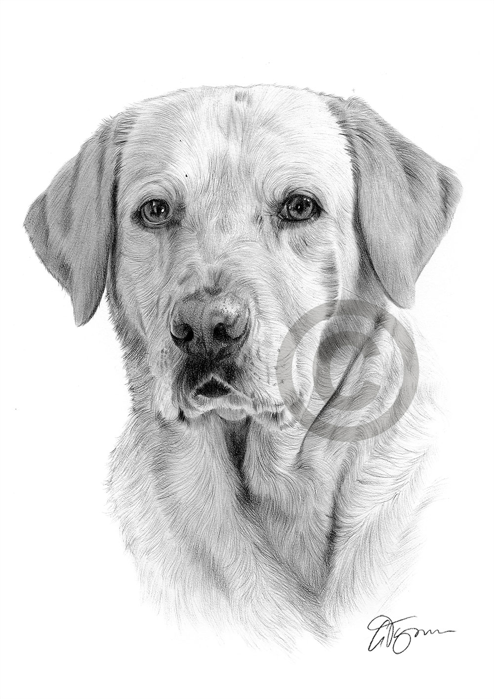 Pencil drawing of a labrador retriever by artist Gary Tymon