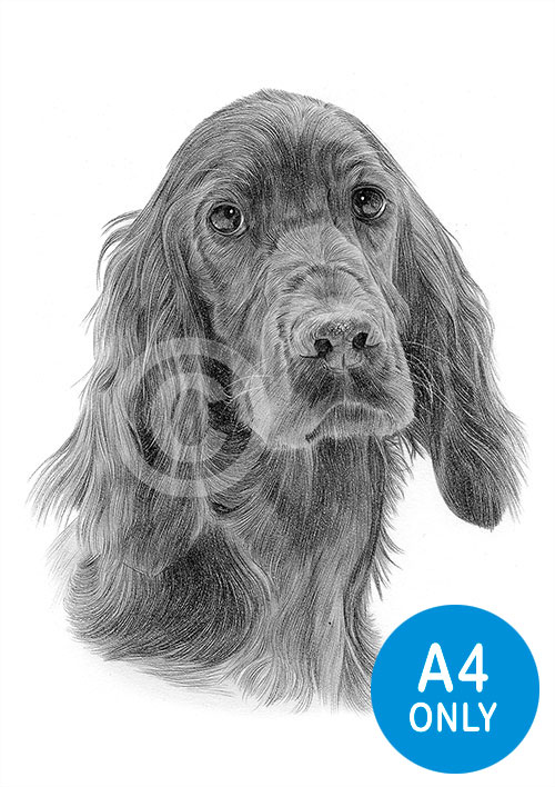 Pencil drawing of a red setter