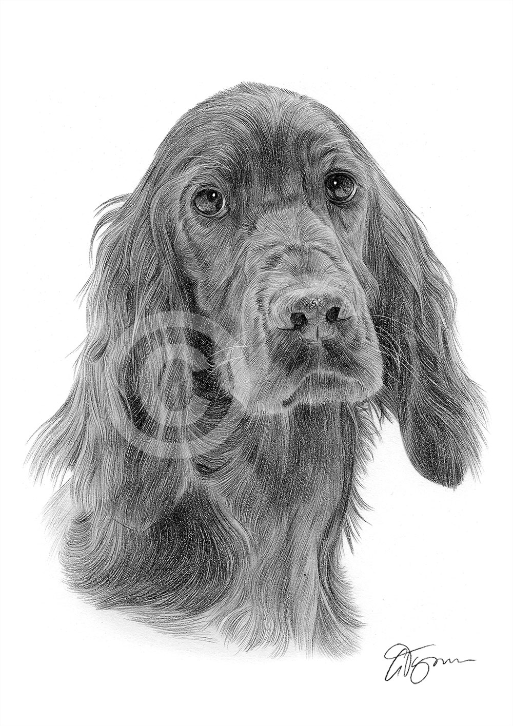 Pencil drawing of a red setter by artist Gary Tymon