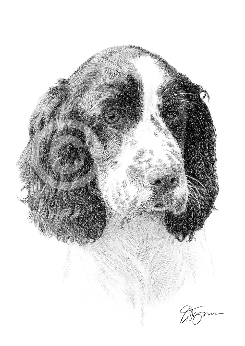 Pencil drawing of a springer spaniel by artist Gary Tymon