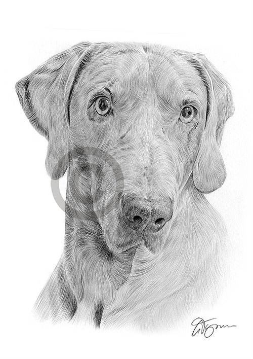 Pencil drawing of an adult weimaraner