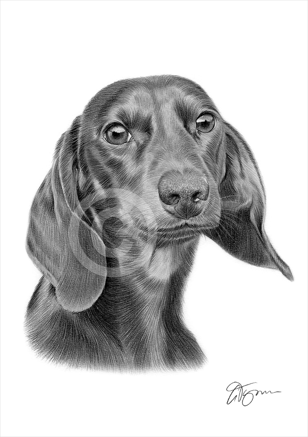 Pencil drawing of a young Dachshund by artist Gary Tymon