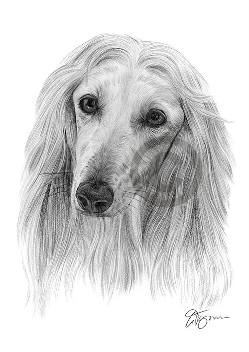 Pencil drawing of a Afghan Hound