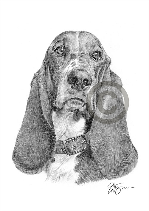 Pencil drawing of a Basset Hound