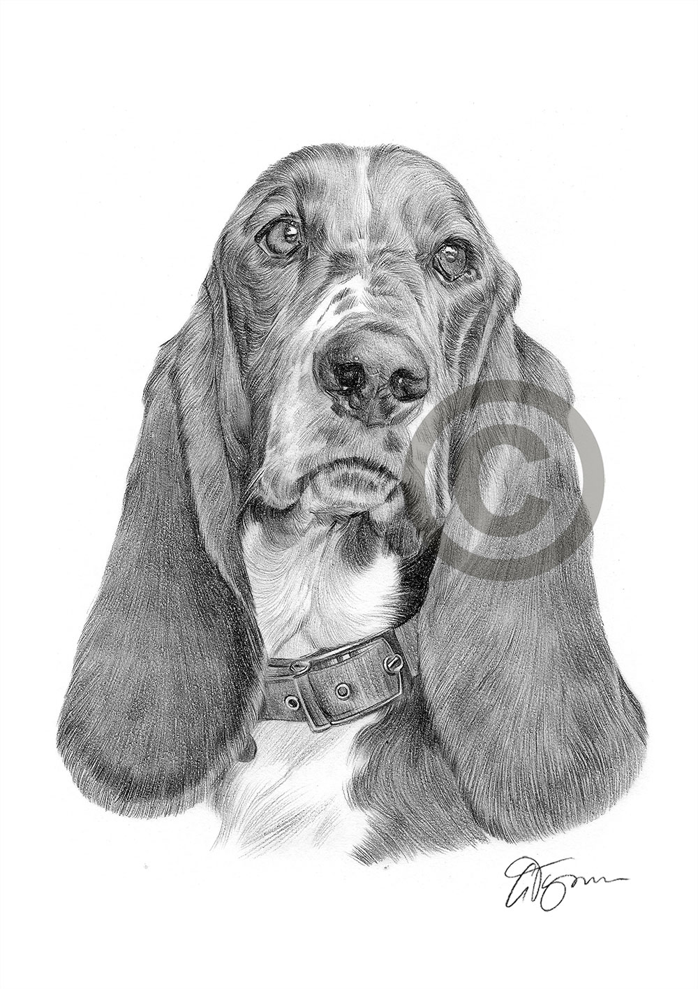 basset hound sketch