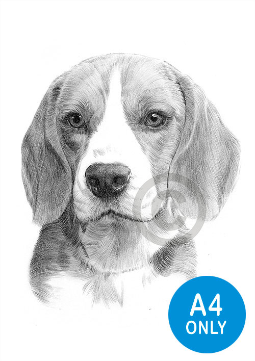 Pencil drawing of an adult Beagle