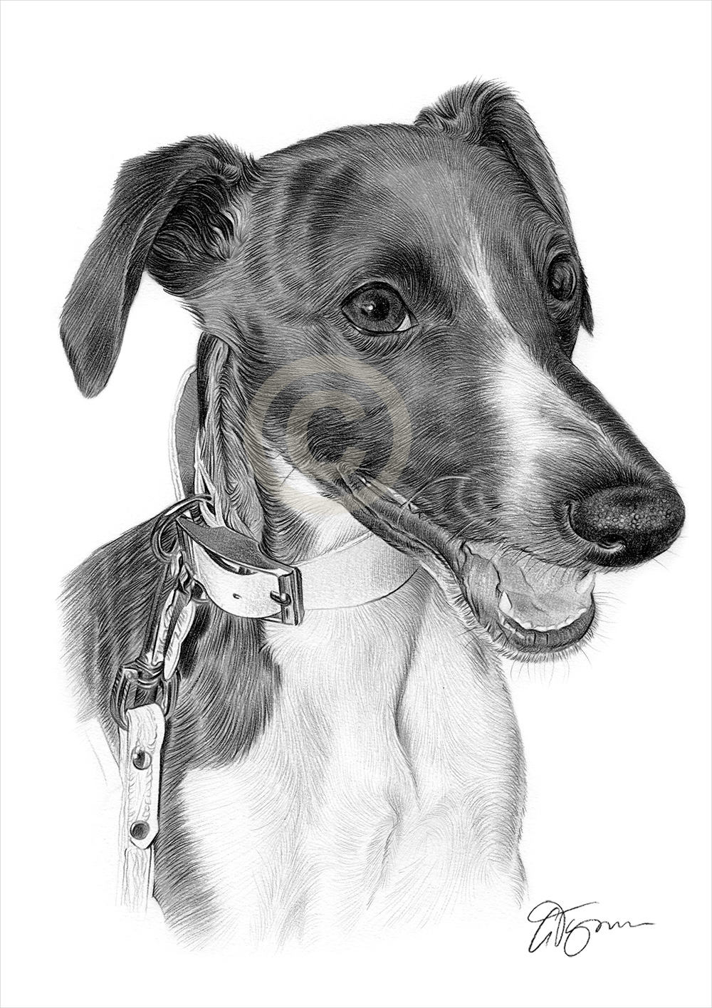Pencil drawing of a young Whippet by artist Gary Tymon
