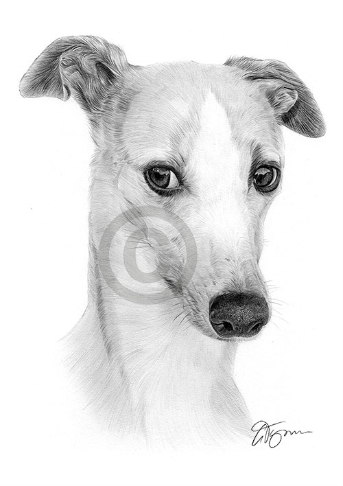 Pencil drawing of a Whippet
