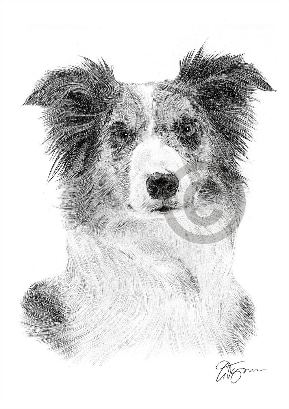 Pencil drawing of a Blue Merle Border Collie by artist Gary Tymon