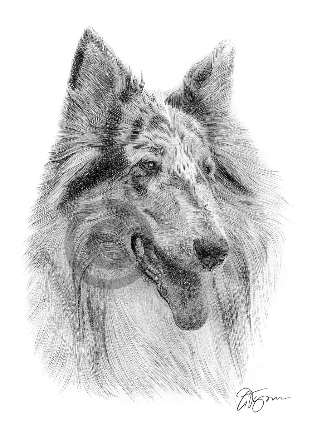 Pencil drawing of a Blue Merle Rough Collie by artist Gary Tymon