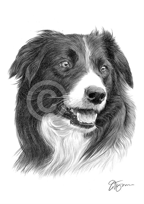 Pencil drawing of a young Border Collie