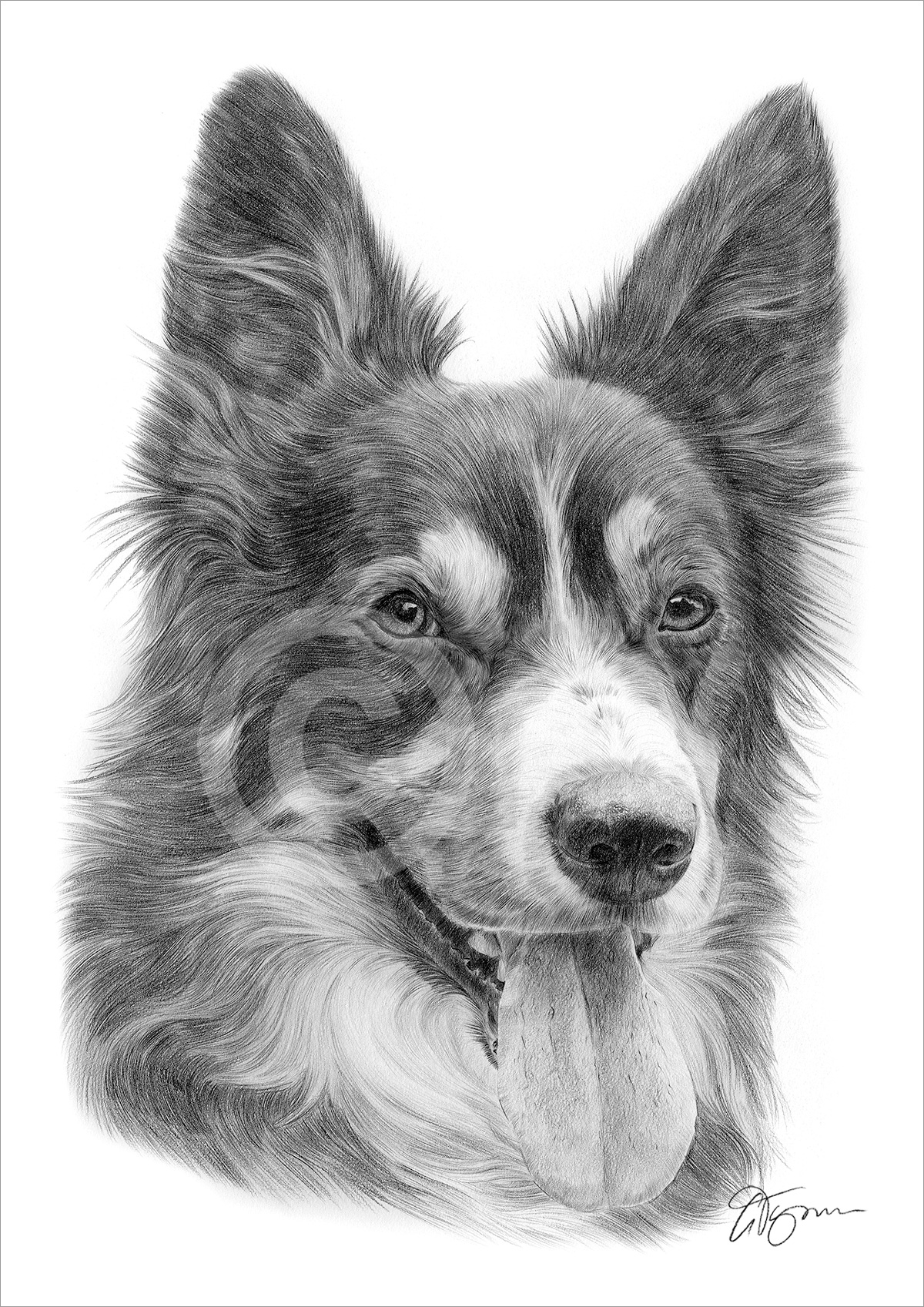 Pencil drawing of an adult Border Collie by artist Gary Tymon