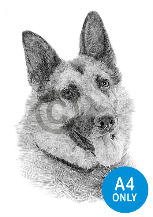 Pencil drawing of a young German Shepherd