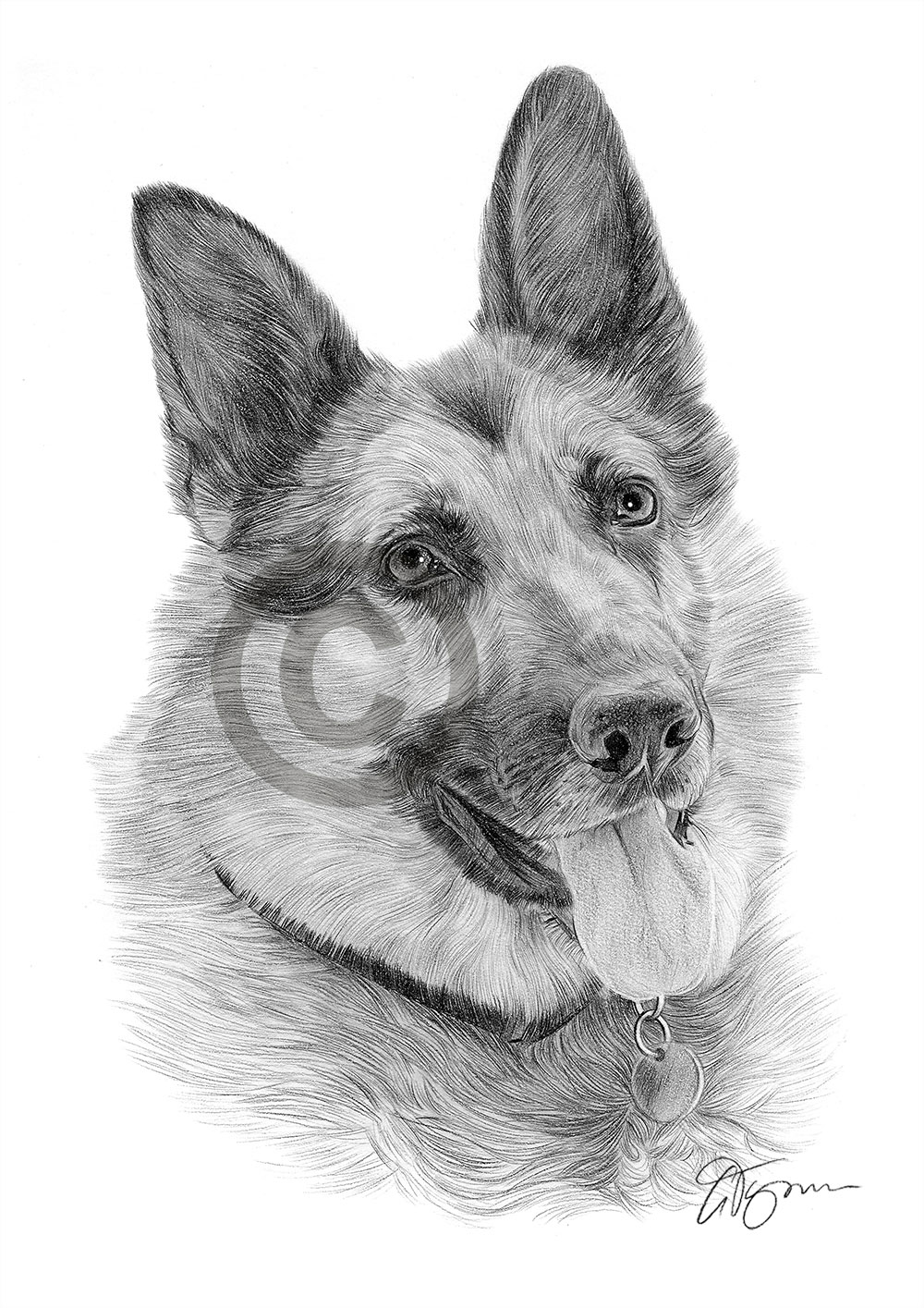 Pencil drawing of a young German Shepherd by artist Gary Tymon
