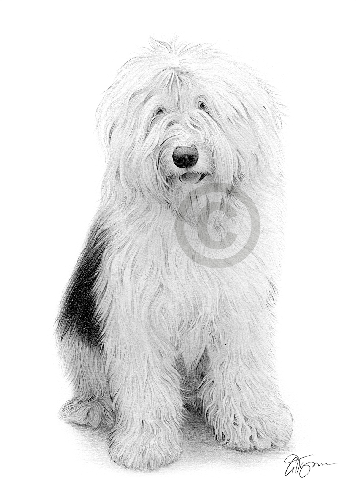 Pencil drawing of an Old English Sheepdog by artist Gary Tymon