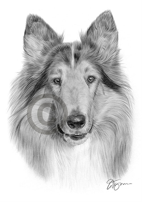 Pencil drawing of an adult Rough Collie