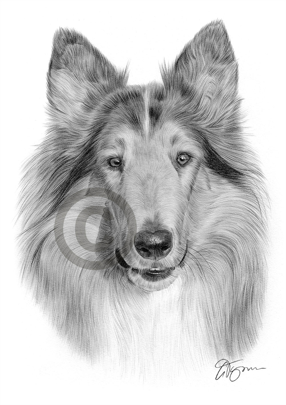Pencil drawing of a young Rough Collie by artist Gary Tymon