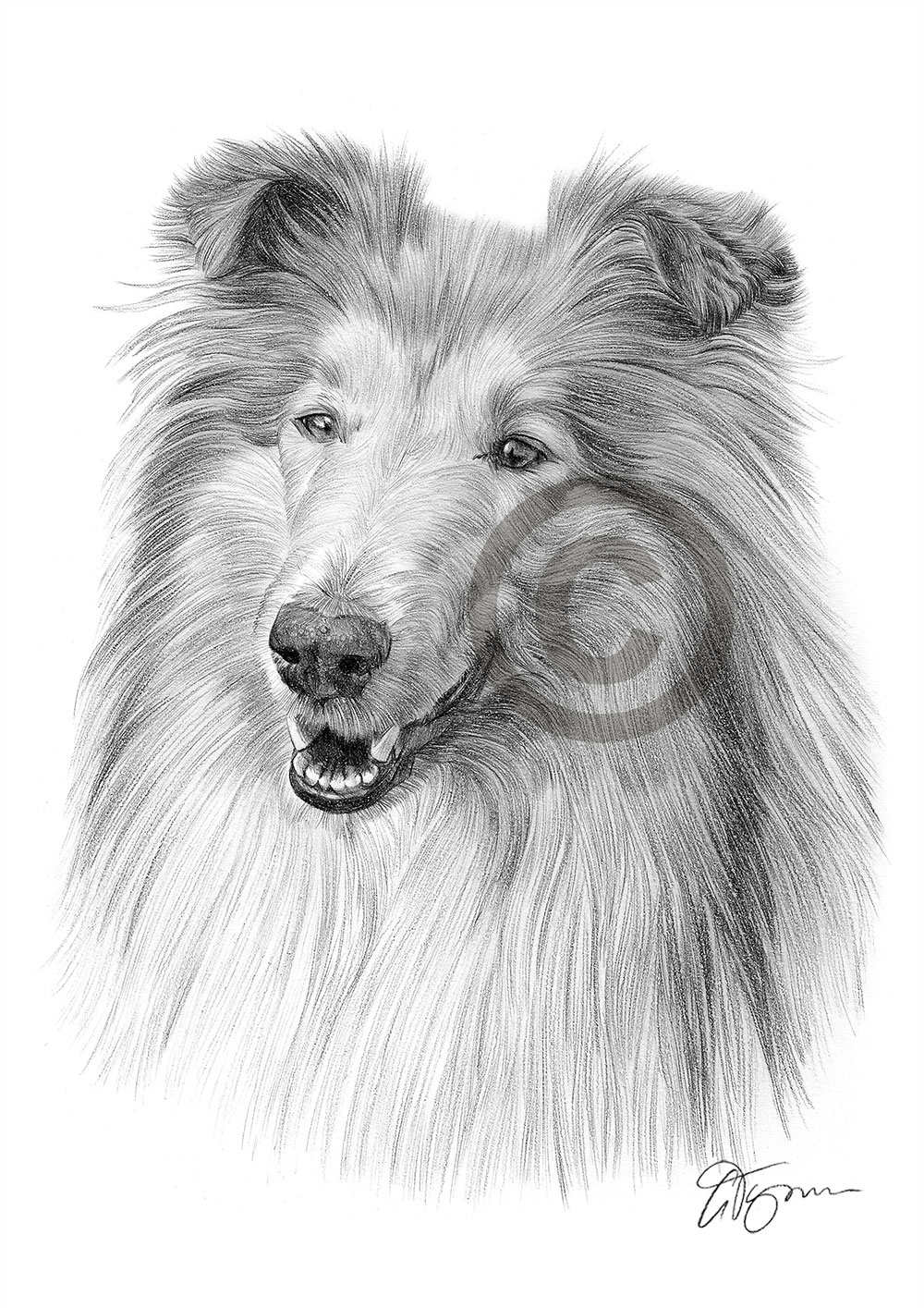 Pencil drawing of a Rough Collie by artist Gary Tymon