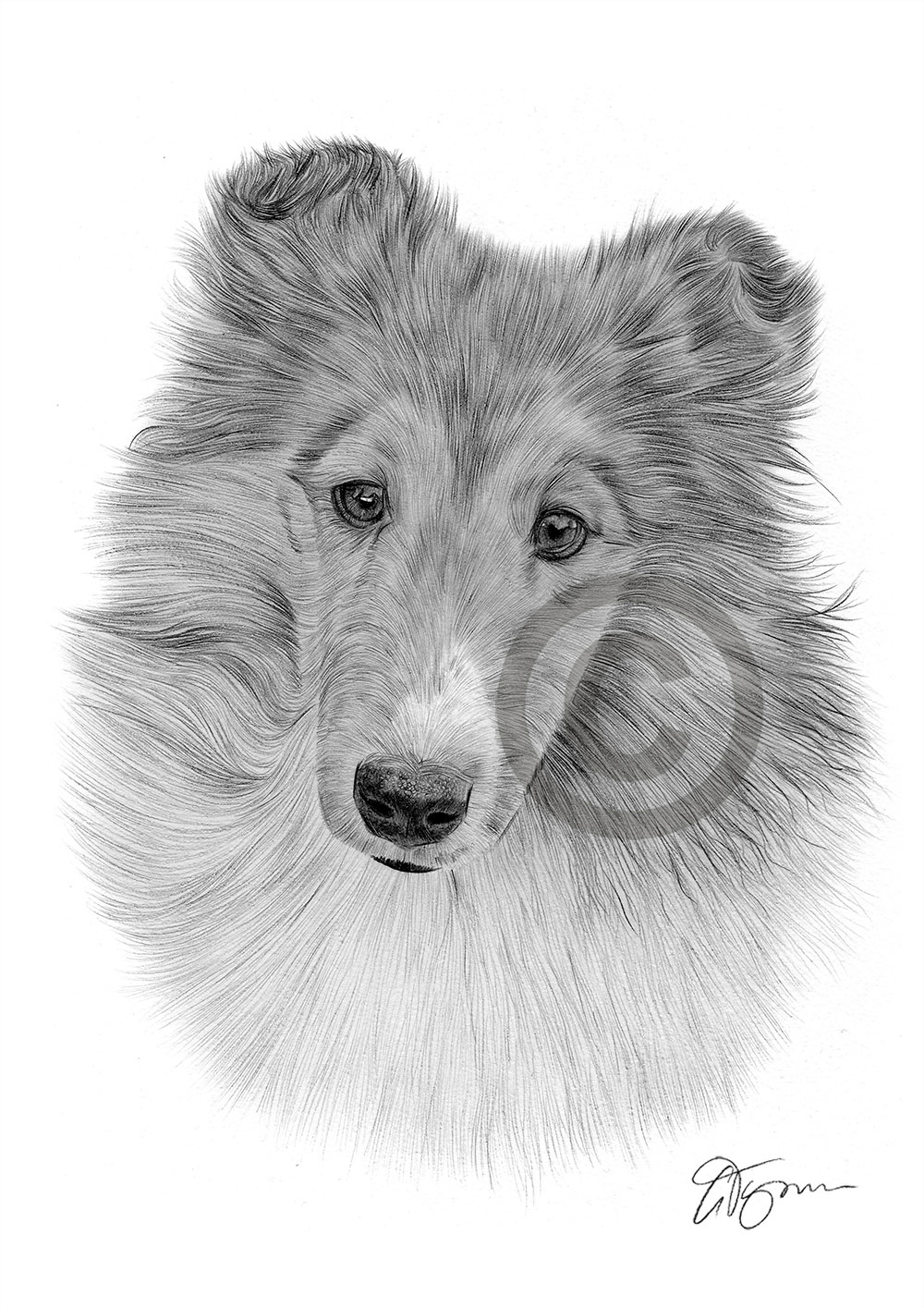 Pencil drawing of a young Sheltie by artist Gary Tymon