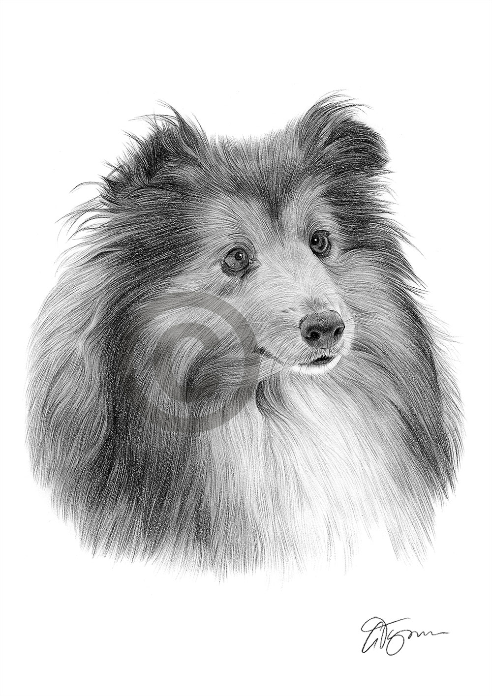 Pencil drawing of a Sheltie by artist Gary Tymon