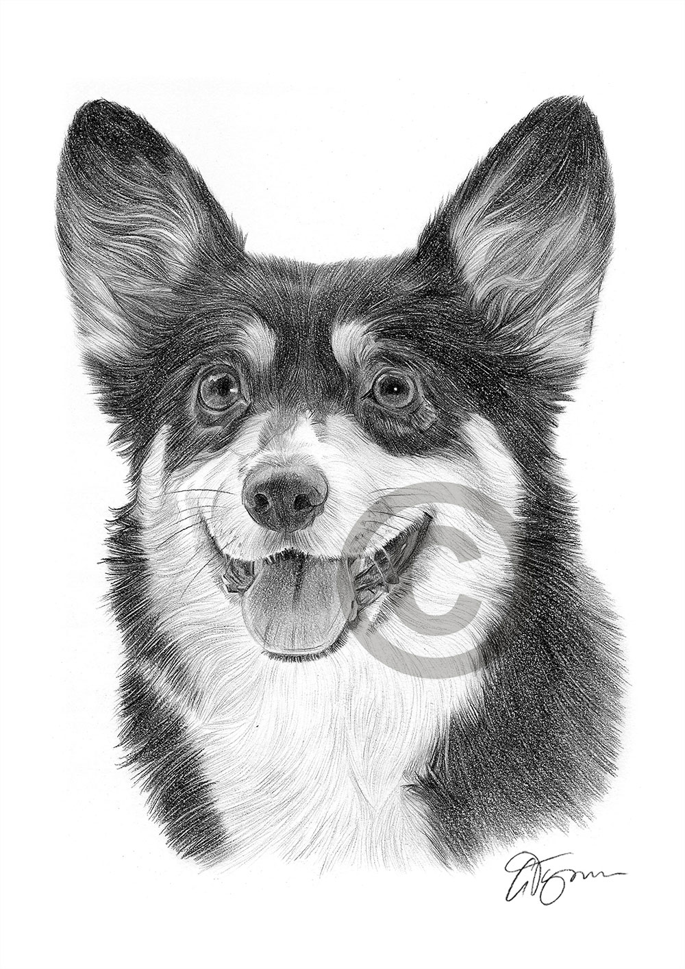 Pencil drawing of a young Pembrokeshire Corgi by artist Gary Tymon