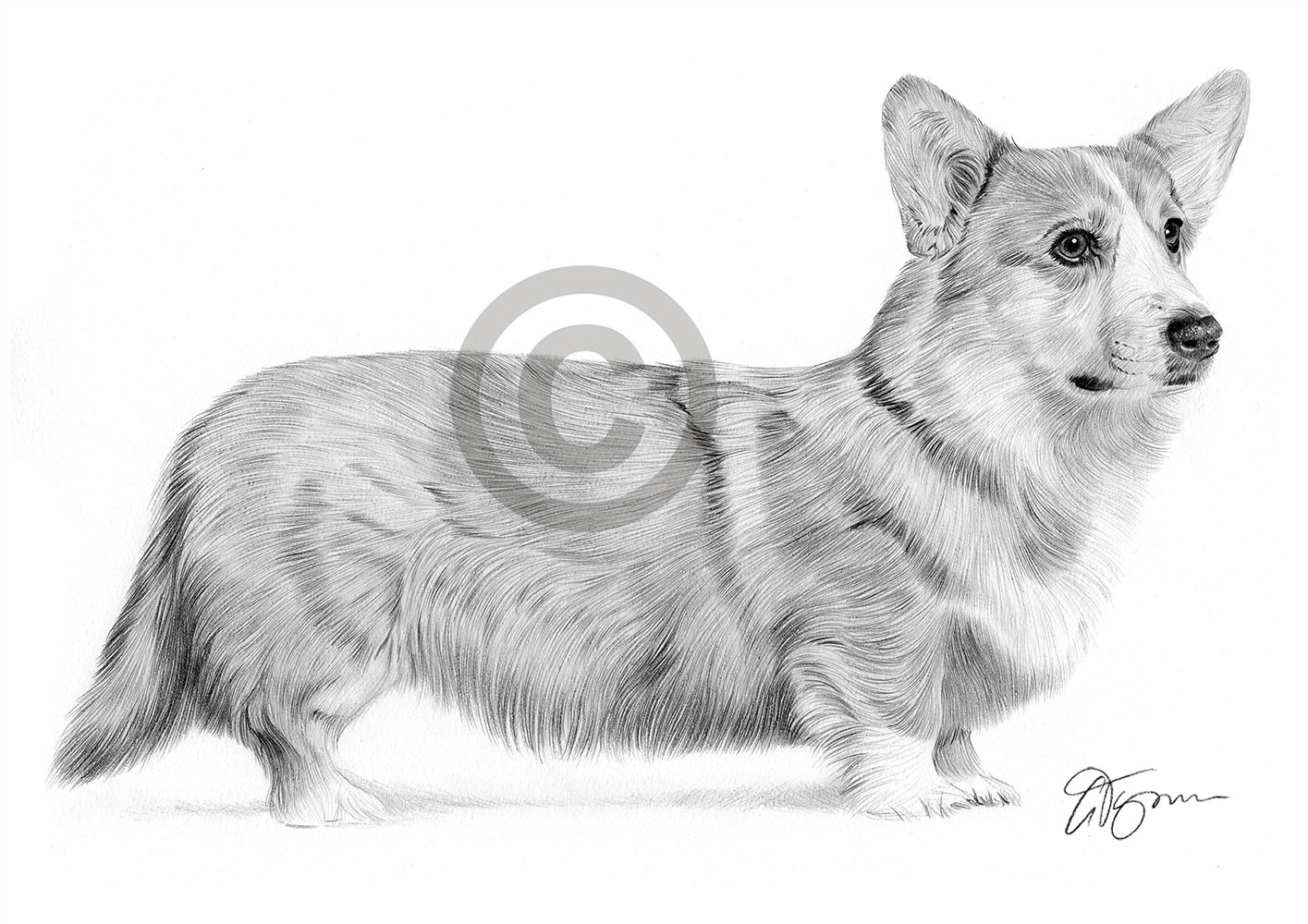 Pencil drawing of a Pembrokeshire Corgi in landscape by artist Gary Tymon