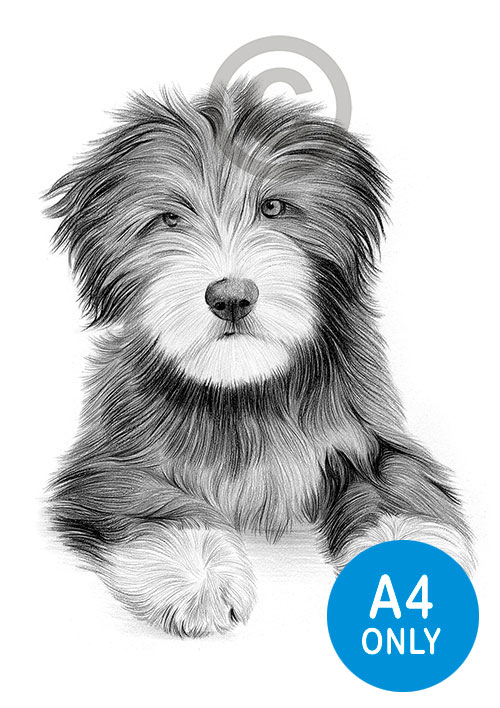 Pencil drawing of a Bearded Collie puppy