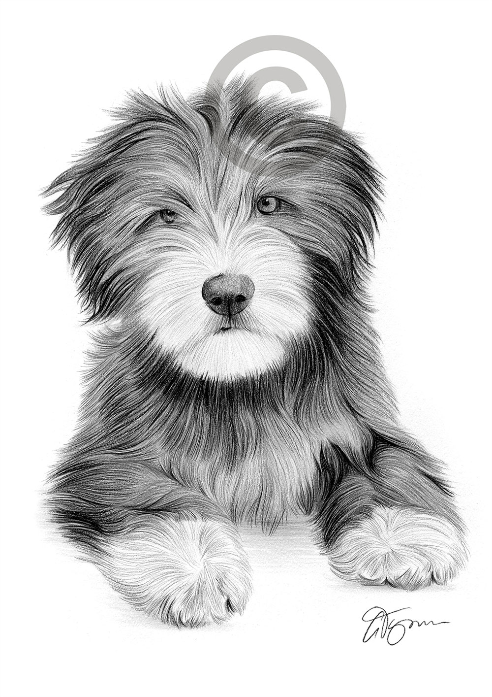 Pencil drawing of a Bearded Collie puppy by artist Gary Tymon