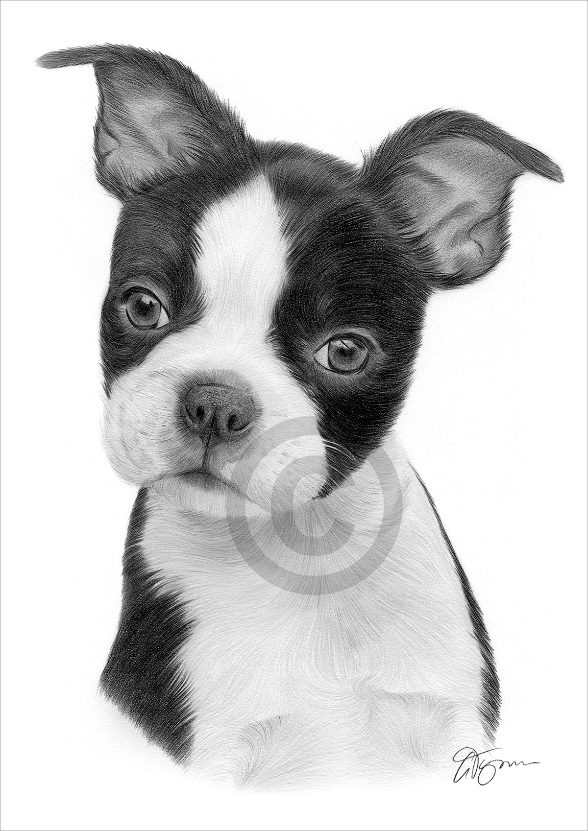 Pencil drawing of a young Boston Terrier puppy by artist Gary Tymon