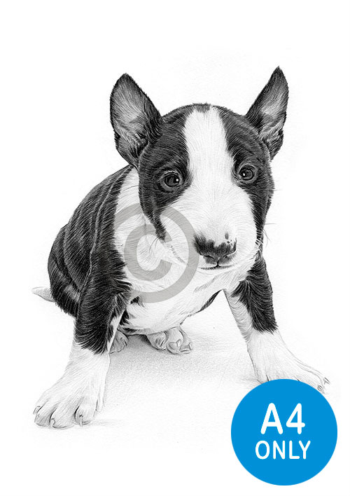Pencil drawing of an English Bull Terrier puppy
