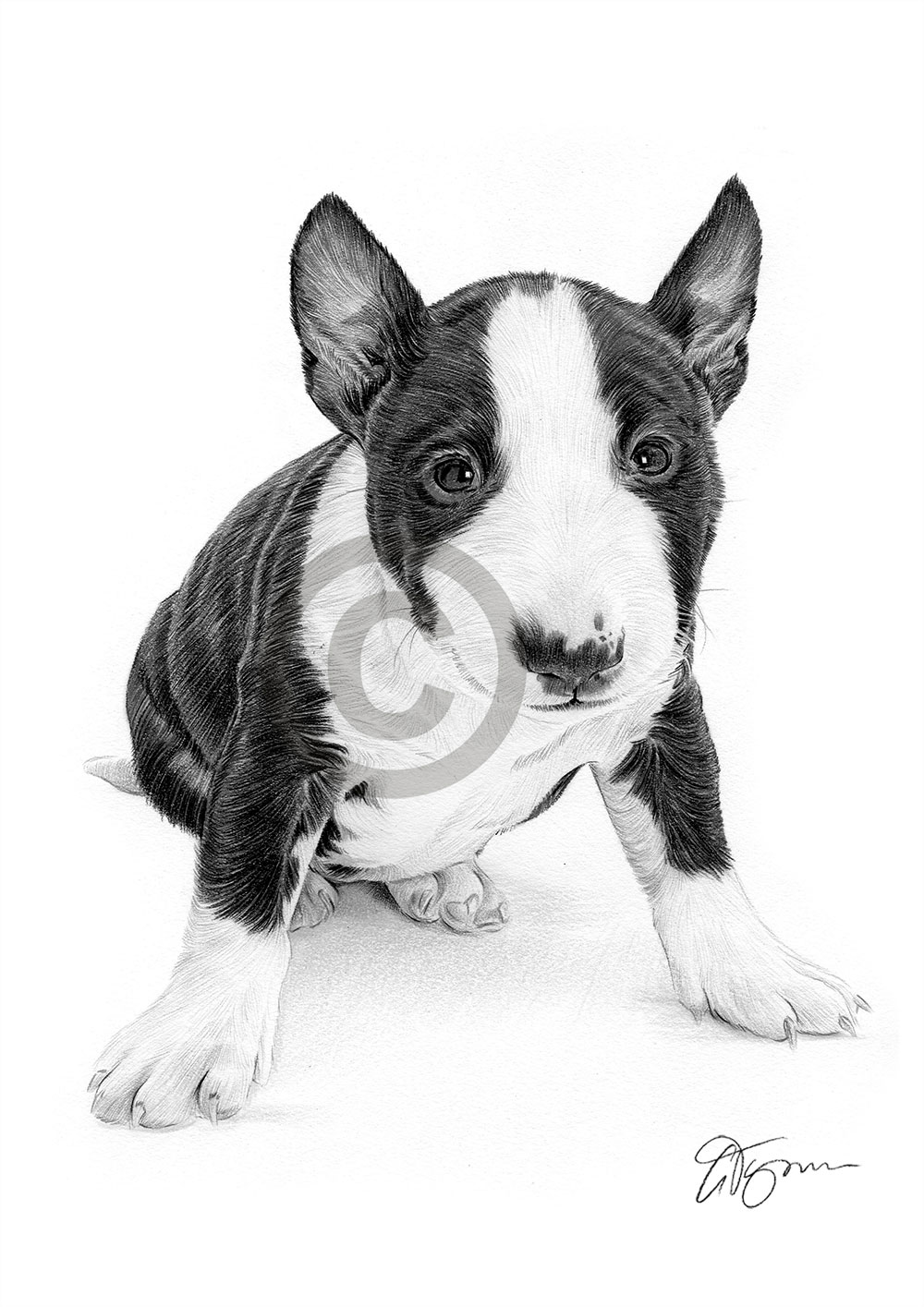 Pencil drawing of an English Bull Terrier puppy by artist Gary Tymon