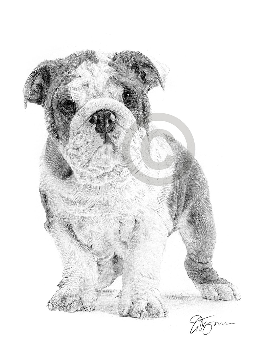 Pencil drawing of an English Bulldog puppy by artist Gary Tymon