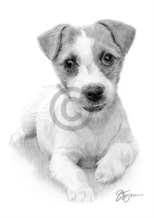 Pencil drawing of a young Jack Russell Terrier puppy