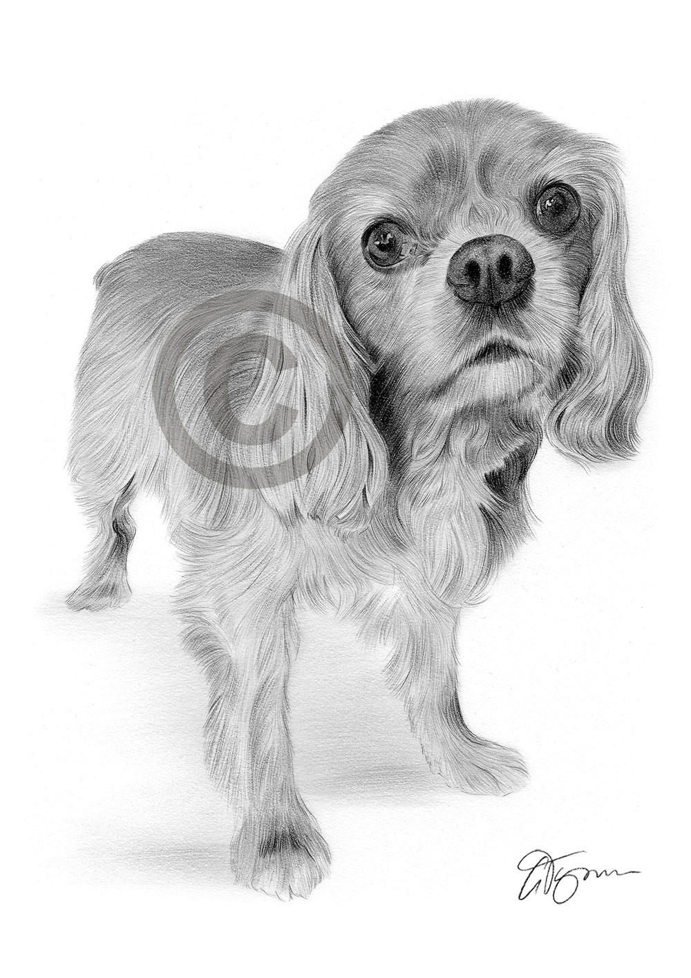 Pencil drawing of a young King Charles Spaniel puppy by artist Gary Tymon