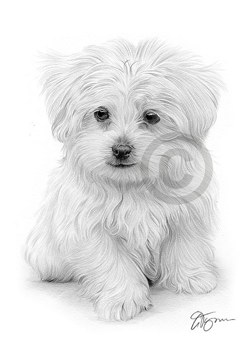 Pencil drawing of a Maltese puppy