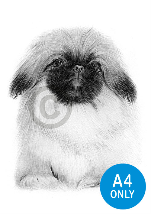 Pencil drawing of a Pekingnese puppy