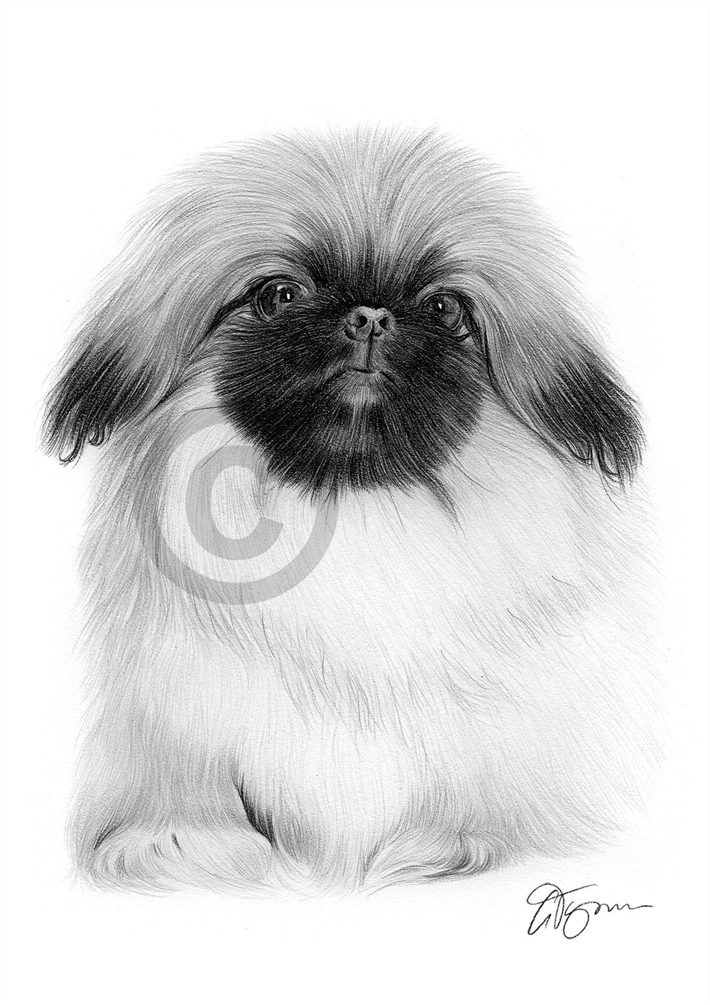 Pencil drawing of a Pekingnese puppy by artist Gary Tymon