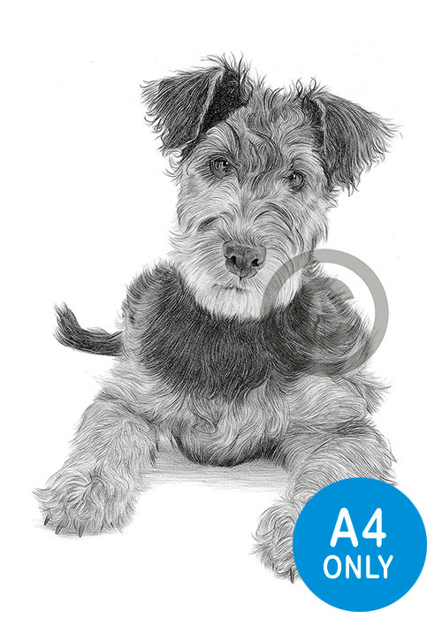 Pencil drawing of an Airedale Terrier puppy