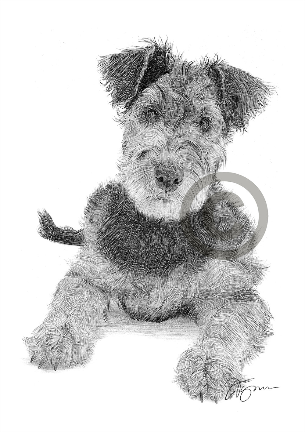 Pencil drawing of an Airedale Terrier puppy by artist Gary Tymon