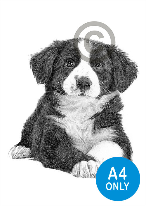 Pencil drawing of a Border Collie puppy