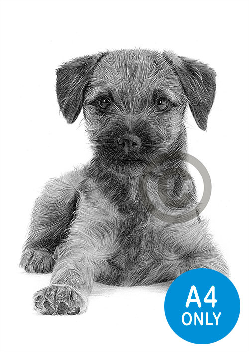 Pencil drawing of a Border Terrier puppy