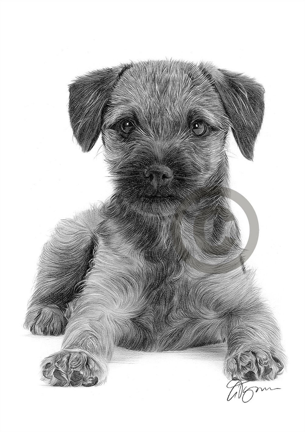 Pencil drawing of a Border Terrier puppy by artist Gary Tymon