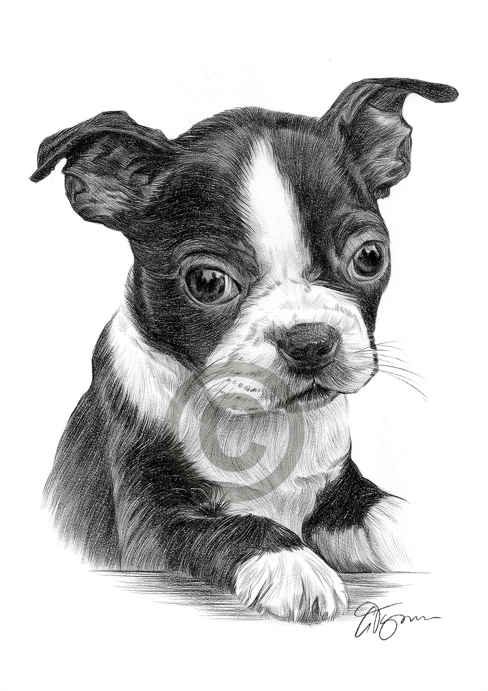 Pencil drawing of a Boston Terrier puppy by artist Gary Tymon