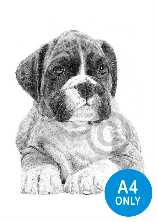Pencil drawing of a Boxer puppy