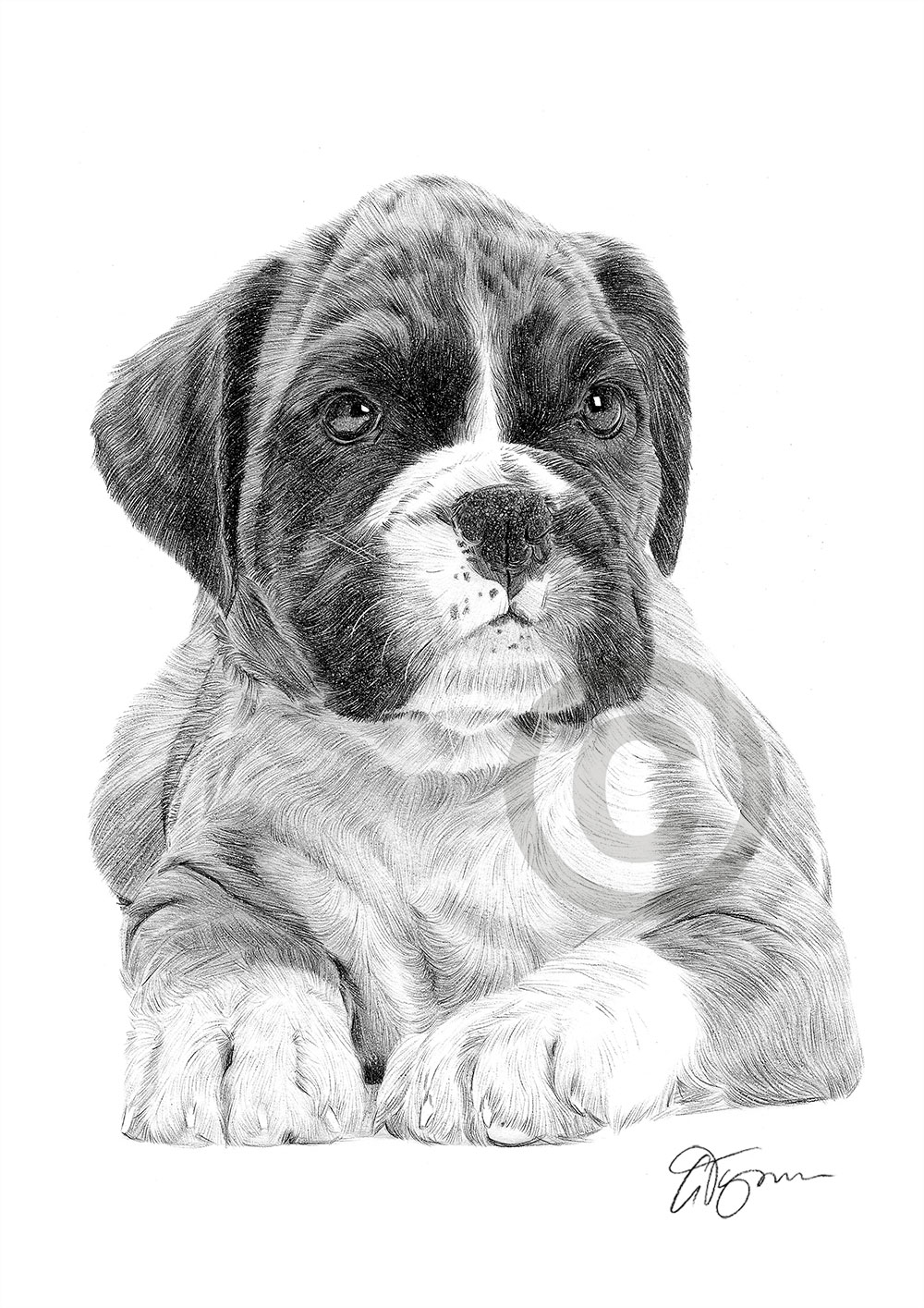 Pencil drawing of a Boxer puppy by artist Gary Tymon
