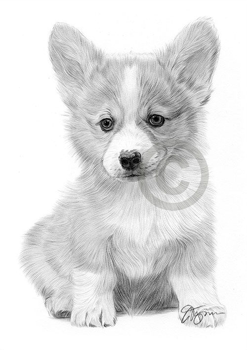 Pencil drawing of a Cardigan Corgi puppy