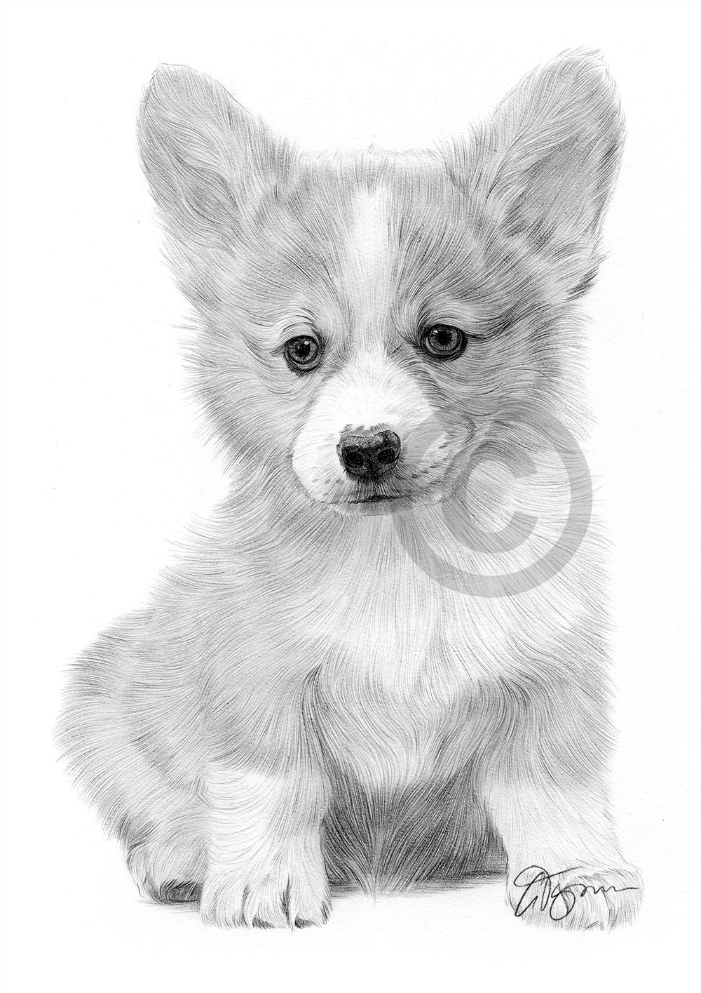 Pencil drawing of a Cardigan Corgi puppy by artist Gary Tymon