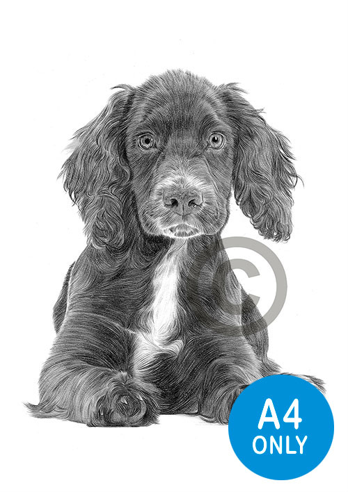 Pencil drawing of a Cocker Spaniel puppy